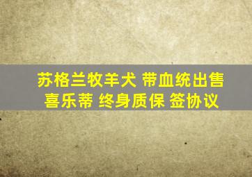 苏格兰牧羊犬 带血统出售 喜乐蒂 终身质保 签协议